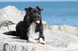 BORDER COLLIE 1589